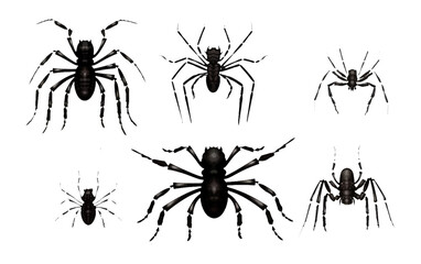 set vector illustration of magic black evil spider halloween concept isolated on white background