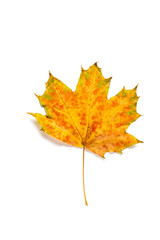 colorful autumn maple leaf isolated on white background