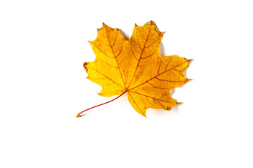 colorful autumn maple leaf isolated on white background