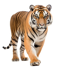 Tiger looking forward full body shot on transparent background cutout - Generative AI