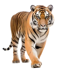 Zelfklevend Fotobehang Tiger looking forward full body shot on transparent background cutout - Generative AI © thilina