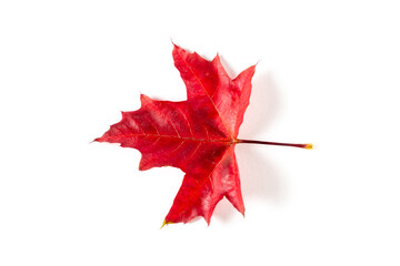 colorful autumn maple leaf isolated on white background