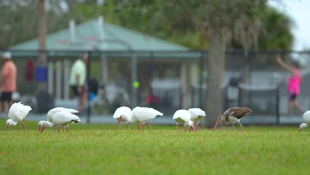 White ibis wild birds, also known as great egret or heron walking and feedeng on grass in town park in summer
