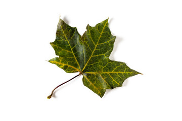 colorful autumn maple leaf isolated on white background