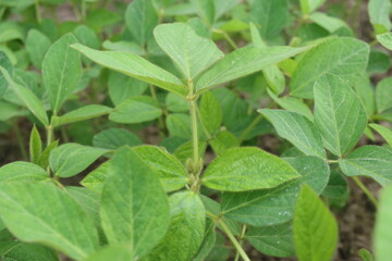 Soybean plantation