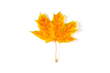 colorful autumn maple leaf isolated on white background