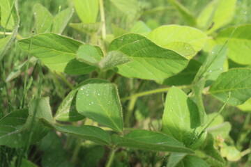 Soybean plantation