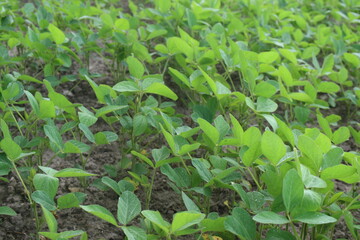 Soybean plantation
