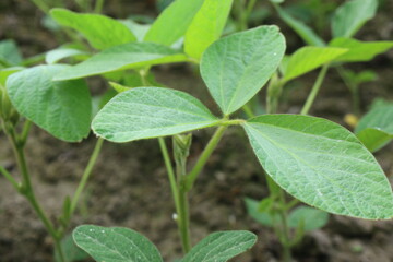 Soybean plantation