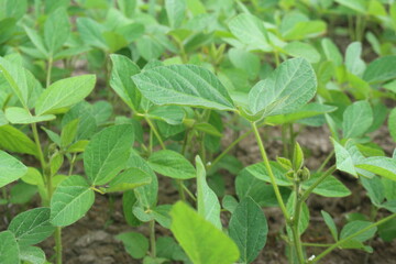 Soybean plantation