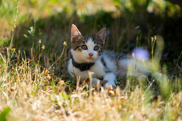 A small cat rests in the grass in the garden. Spotted cat in the garden. Domestic cat in the grass. Tricolor Cat.