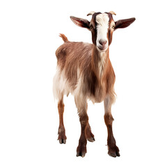 Goat looking forward full body shot on transparent background cutout - Generative AI