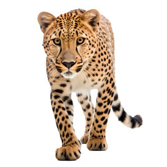 Cheetah looking forward full body shot on transparent background cutout - Generative AI