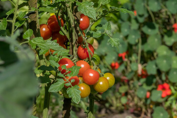Tomaten am Strauch