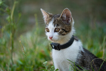 The young cat looks to the side and sits on a green lawn.