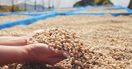 Close up Hand with Raw coffee beans heap dry green seed. Farmer's hands selected waste rod unroasted grain in eco farm. Arabica farm plant coffee bean agriculture objects. Sun dried Fresh black coffee