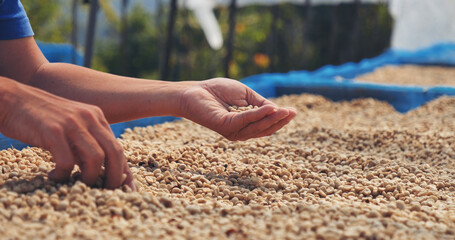 Close up Hand with Raw coffee beans heap dry green seed. Farmer's hands selected waste rod...