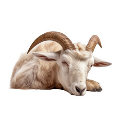 goat sleep isolated on transparent background cutout
