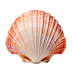 sea shell isolated on transparent background cutout