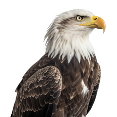 Obraz premium american bald eagle isolated on transparent background cutout