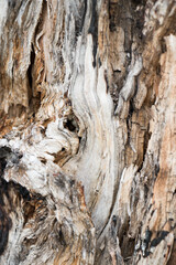 wood texture close-up. High quality photo.