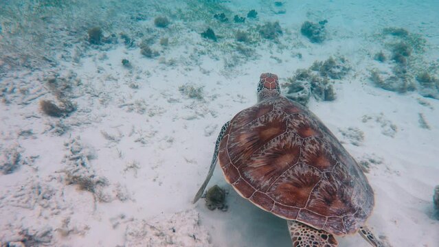 Pov fast following hawk turtle swimming undersea. A turtle underwater floating and person hand touch turtle in brilliant turquoise green water. Tropical fauna. float soaring turtle. fast speed.