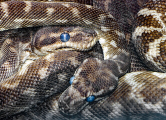 The couple of the rough-scaled python (Morelia carinata)