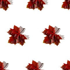 Seamless pattern of colorful autumn maple leaves with hard light isolated on white background