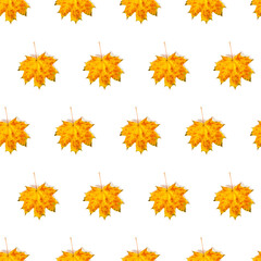 Fototapeta premium Seamless pattern of colorful autumn maple leaf isolated on white background