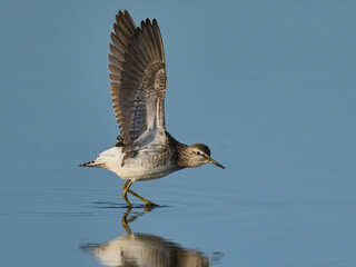 Wood sandpiper (Tringa glareola)