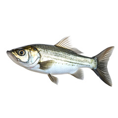 Minno fish on white png  background 