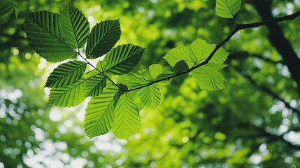 Fototapeta na wymiar green leaves on a branch , tree for reducing carbon dioxide, Eco green environment.