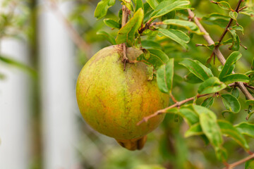 Pomegranate, (Punica granatum) on tree.