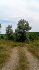 The road in the middle of the forest. Field road. Motorway