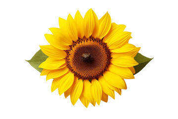 An illustration of a sunflower isolated on a white background, Generative Ai