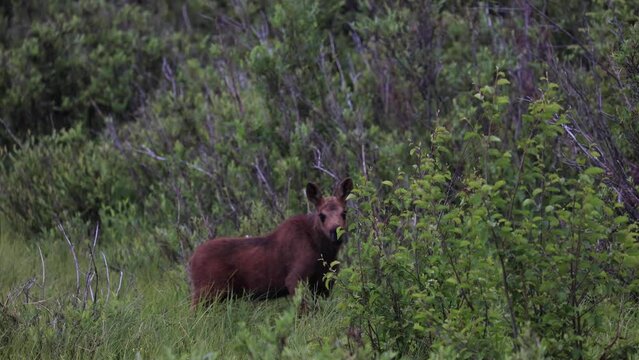 Baby Moose Starring at Camera, Baby Moose in Field in Colorado, Wildlife of Colorado
