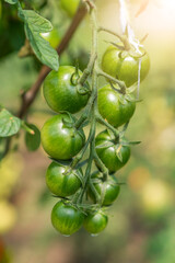 eco products. natural food home garden tomatoes ripen in the garden on a sunny day. agricultural culture.