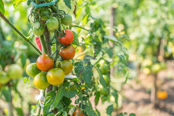 eco products. natural food home garden tomatoes ripen in the garden on a sunny day. agricultural culture.