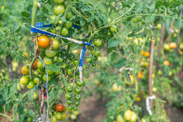 eco products. natural food home garden tomatoes ripen in the garden on a sunny day. agricultural culture.