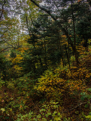 Autumn mixed forest. View of a forest with coniferous and deciduous trees.