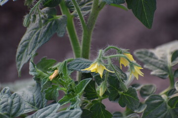 tomato in the green house