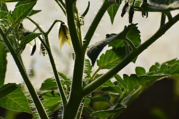 tomato in the green house 