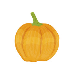 Yellow pumpkin autumn vegetable, Pumpkin harvest on a white background. Vector illustration.