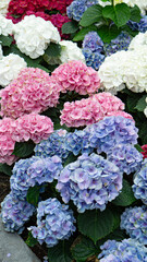 hydrangea flowers