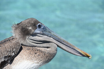 Ruffled Feathers on a Pelican with a Hooked Beak