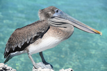 Pelican with a Long Bill on a Rock