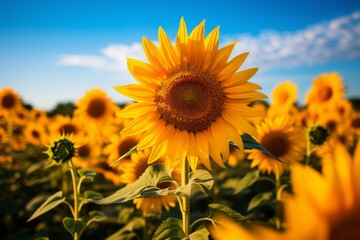 Field Of Blooming Sunflowers With Bees, Generative AI
