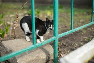 Cat in yard. Black cat with white spots. Pet on street.