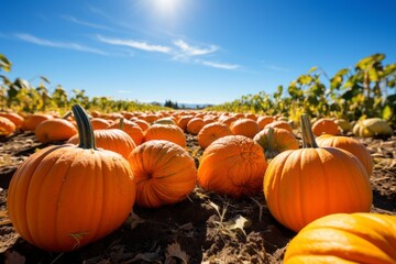 Pumpkin Patch With Ripe Pumpkins Ready To Harvest, Generative AI