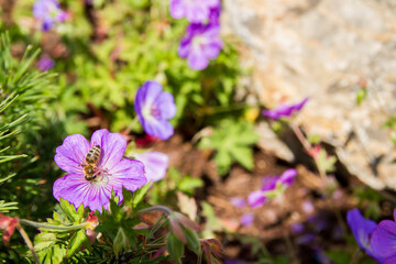 Geranium wallichianum Rozanne, close-up, in garden, with bee